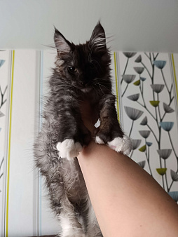 Мальчик полидакт черный дым с белым