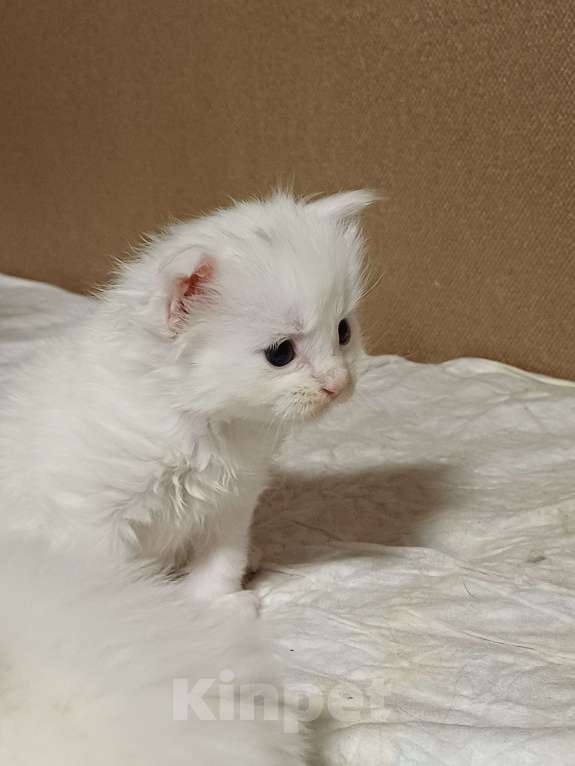 Кошки в Йошкаре-Оле: Шикарная белоснежная принцесса Мейн-Кун Девочка, 25 000 руб. - фото 1