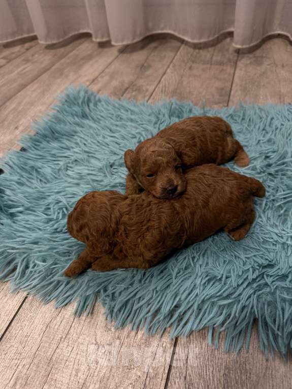 Собаки в Самаре: Очаровательная девочка  Девочка, 90 000 руб. - фото 3