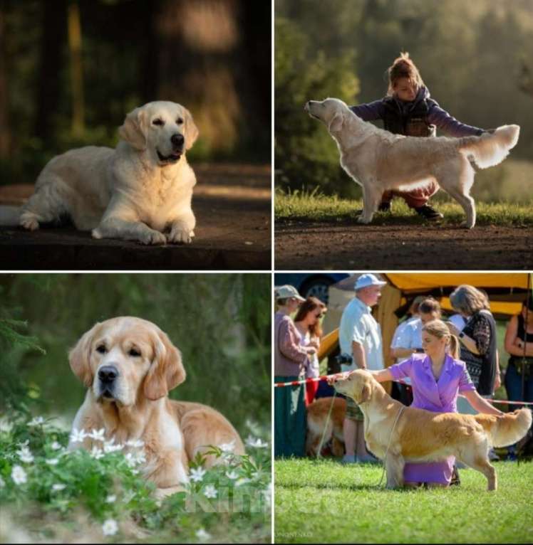 Собаки в Санкт-Петербурге: Щенки золотистого ретривера  Девочка, 90 000 руб. - фото 4