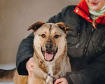 Собаки в Москве: Сади, собака-подросток, которая не умеет любить вполсилы Девочка, Бесплатно - фото 5