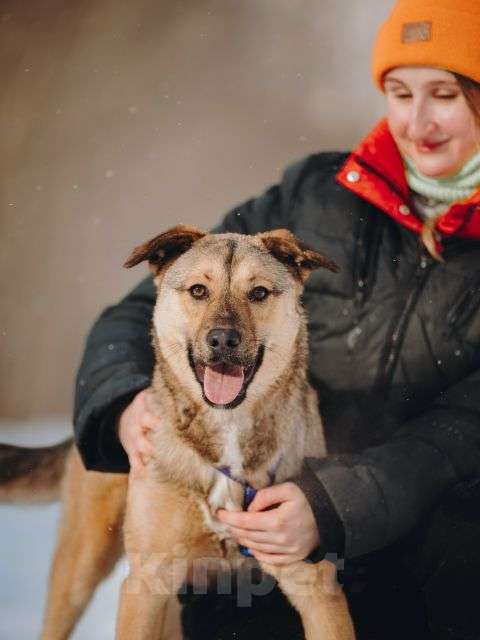 Собаки в Москве: Сади, собака-подросток, которая не умеет любить вполсилы Девочка, Бесплатно - фото 5