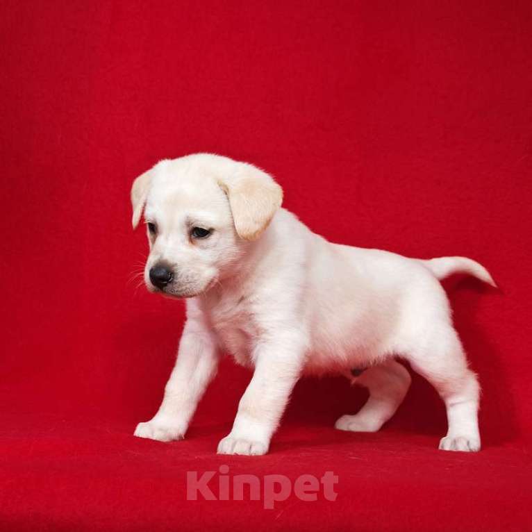 Собаки в Москве: Щенки от лабрадора и БШО в добрые руки Мальчик, 1 руб. - фото 6