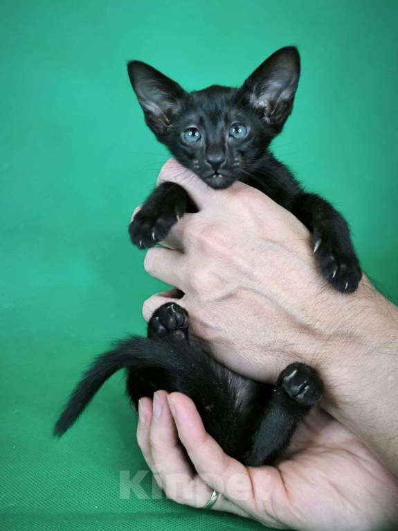 Кошки в Москве: Ориентальные котята в Москве. привитые  Девочка, 70 000 руб. - фото 2