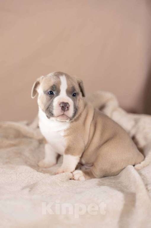 Собаки в Москве: Американский булли щенки  Мальчик, 80 000 руб. - фото 3