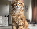 Кошки в Калининграде: Котята мейн кун Мальчик, Бесплатно - фото 3