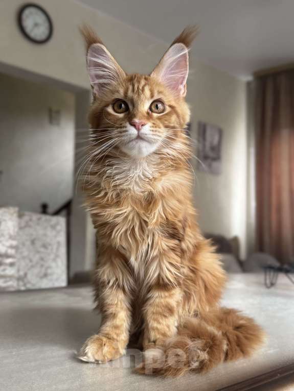 Кошки в Калининграде: Котята мейн кун Мальчик, Бесплатно - фото 3