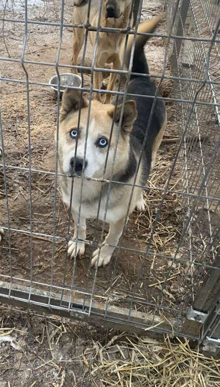 Собаки в Москве: Коржик-хаски-Овчаренок 3в1 Мальчик, Бесплатно - фото 1