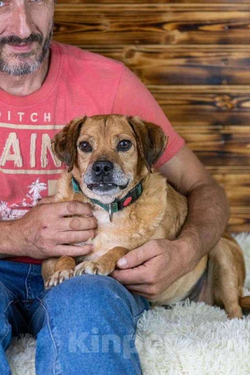 Собаки в Москве: Маленький, старенький… Может и Гомеру найдется дом? Мальчик, 1 руб. - фото 5