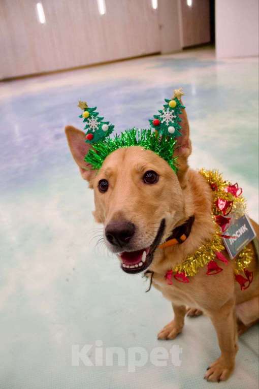 Собаки в Королеве: Лосик ищет дом Мальчик, Бесплатно - фото 4