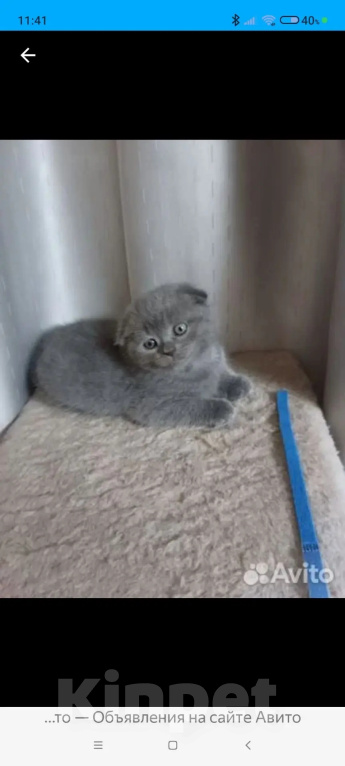 Кошки в Одинцово: Британские котята рождены 12.05.2026 Мальчик, 8 500 руб. - фото 1