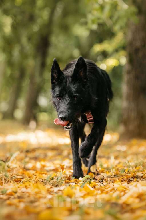 Собаки в Москве: Оскар - принц собачьего мира! Мальчик, Бесплатно - фото 4