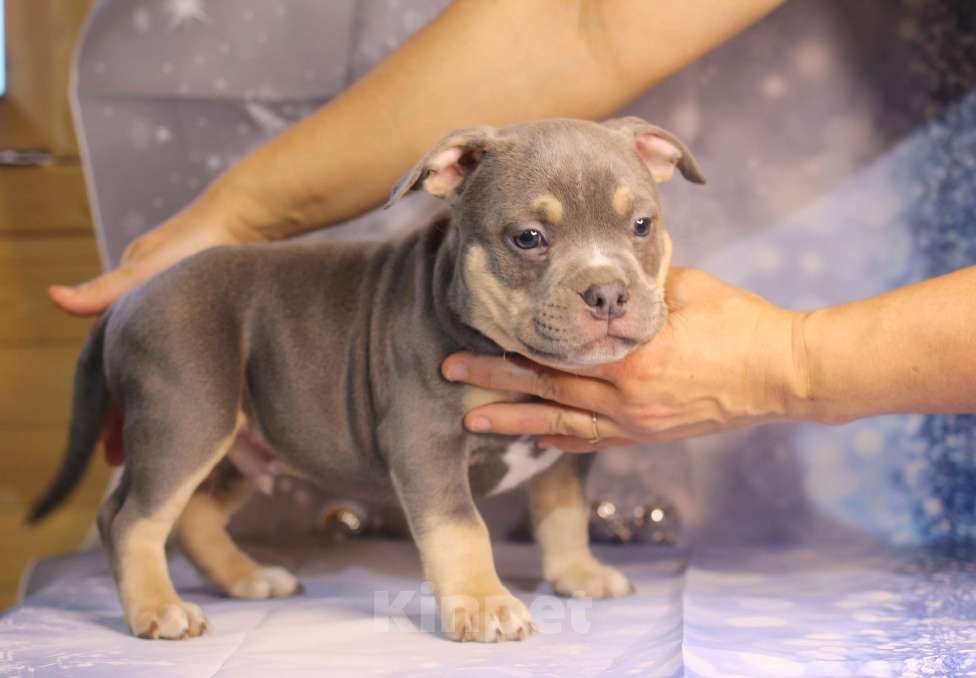 Собаки в Всеволожске: ММ ДОН РАМОН Мальчик, Бесплатно - фото 2