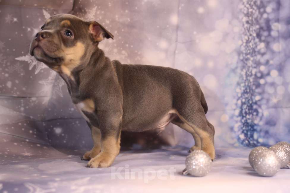 Собаки в Всеволожске: ММ ДАВИД КЬЯНТИ Мальчик, Бесплатно - фото 3