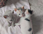 Кошки в Москве: Котенок Корниш Рекс Мальчик, Бесплатно - фото 6