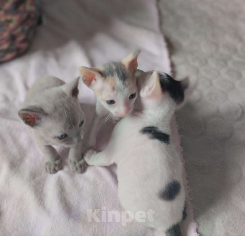 Кошки в Москве: Котенок Корниш Рекс Мальчик, Бесплатно - фото 6