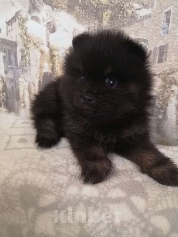 Собаки в Саратове: Продаю щенков шпица.  Мальчик, Бесплатно - фото 1