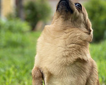 Собаки в Тейково: Вязка, 2 000 руб. - фото 2
