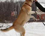 Собаки в Москве: МАКС, 2,5 года, Бесплатно - фото 9