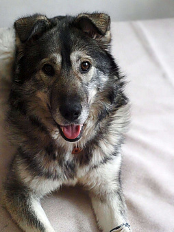 Сладкая Папайя в добрые руки