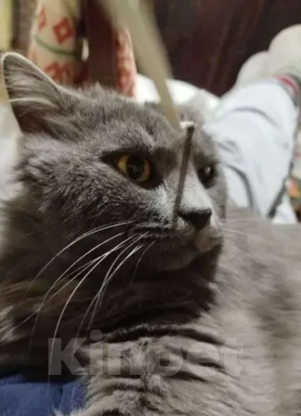 Кошки в Москве: Потерялся котик Семка Мальчик, 3 000 руб. - фото 2