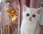 Кошки в Краснодаре: Шотландский котенок Девочка, 20 000 руб. - фото 3