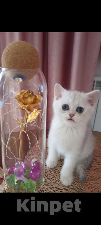Кошки в Краснодаре: Шотландский котенок Девочка, 20 000 руб. - фото 3