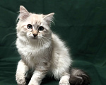 Кошки в Санкт-Петербурге: Невский маскарадный котёнок, кошка Девочка, 45 000 руб. - фото 1