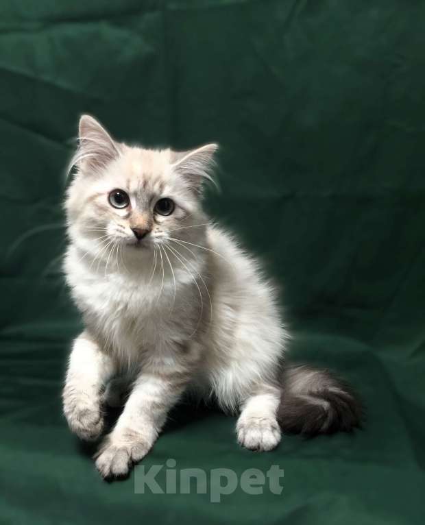 Кошки в Санкт-Петербурге: Невский маскарадный котёнок, кошка Девочка, 45 000 руб. - фото 1