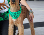 Собаки в Санкт-Петербурге: Щенки ирландского терьера от чемпионской пары Девочка, Бесплатно - фото 2