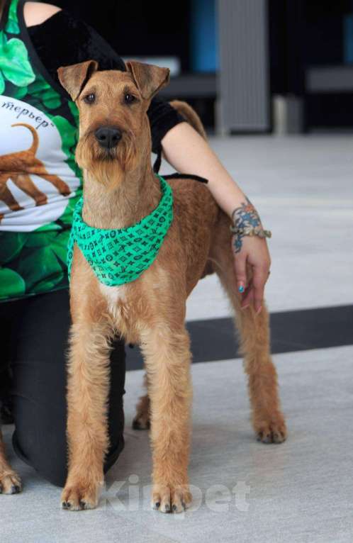 Собаки в Санкт-Петербурге: Щенки ирландского терьера от чемпионской пары Девочка, Бесплатно - фото 2