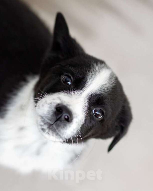 Собаки в Москве: Чудесный щенок Чижик ищет дом. Мальчик, Бесплатно - фото 2