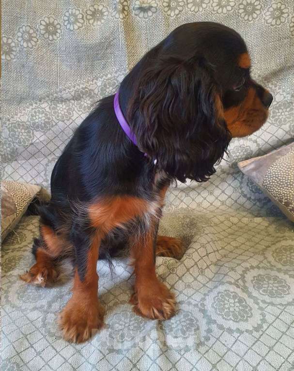 Собаки в других городах Московской области: Предлагаем вам стать владельцем щенка королевской породы Мальчик, 90 000 руб. - фото 1