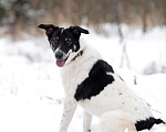 Собаки в Москве: Белый молодой пёс Стэн, приучен к квартире Мальчик, Бесплатно - фото 7