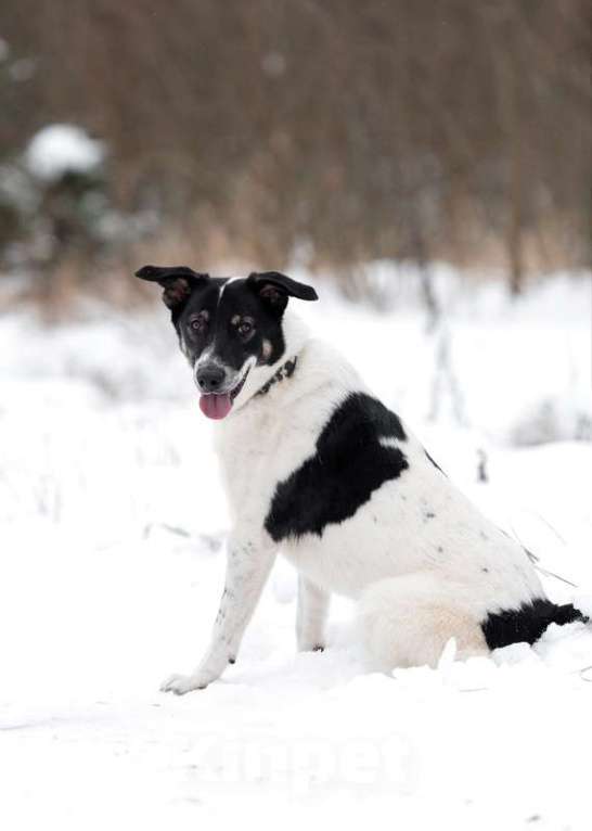 Собаки в Москве: Белый молодой пёс Стэн, приучен к квартире Мальчик, Бесплатно - фото 7