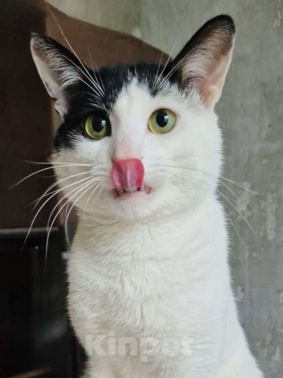 Кошки в Москве: Зеленоглазый кот в добрые руки Мальчик, 10 руб. - фото 2