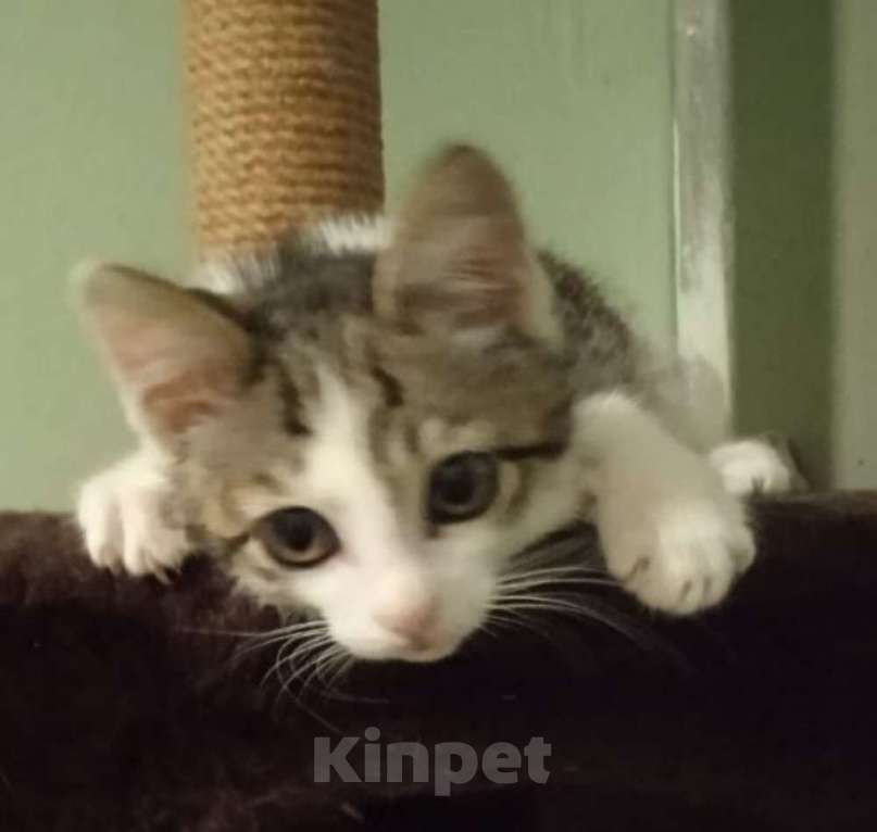 Кошки в Москве: Малыш Леопольд, добрейшая душа. Котенок 3 мес в добрые руки. Мальчик, Бесплатно - фото 6