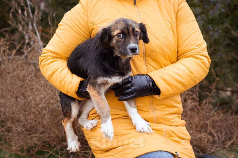 Собаки в Москве: Маленькая, скромная девочка живёт в приюте ищет дом Девочка, Бесплатно - фото 7