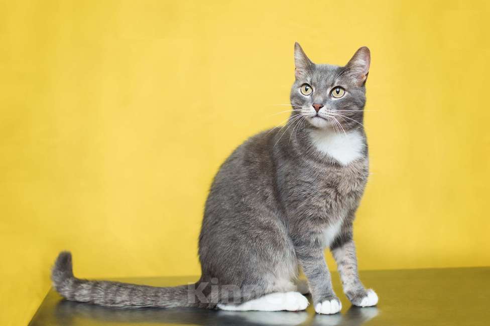 Кошки в Москве: Маугли ищет семью, которая больше не предаст Мальчик, Бесплатно - фото 3