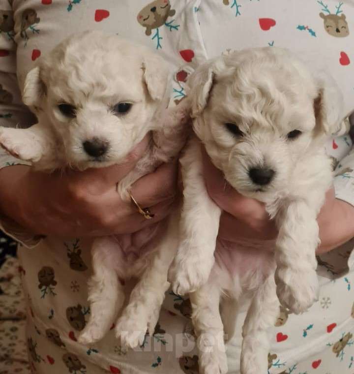 Собаки в Москве: Щенок Бишон фризе Мальчик, 50 000 руб. - фото 7