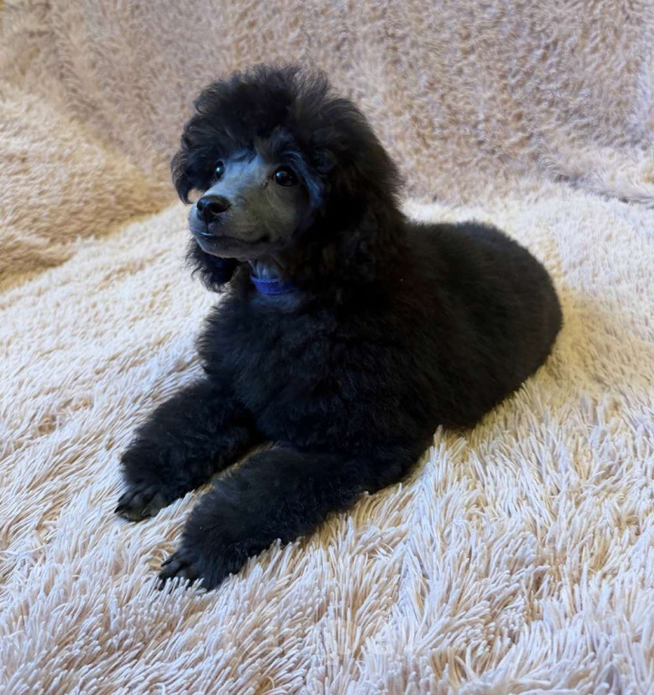 Собаки в Долгопрудном: Щенок пуделя миниатюрный серебристый Джентли Борн Рикки  Мальчик, 75 000 руб. - фото 4