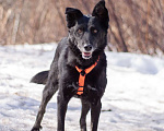 Собаки в Москве: Бывшедомашняя Венди, которую предали, снова мечтает стать счастливой Девочка, Бесплатно - фото 5