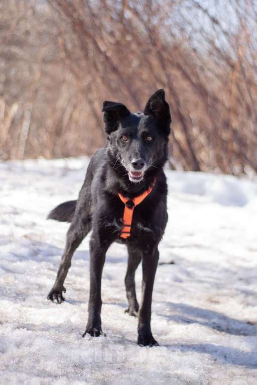 Собаки в Москве: Бывшедомашняя Венди, которую предали, снова мечтает стать счастливой Девочка, Бесплатно - фото 5