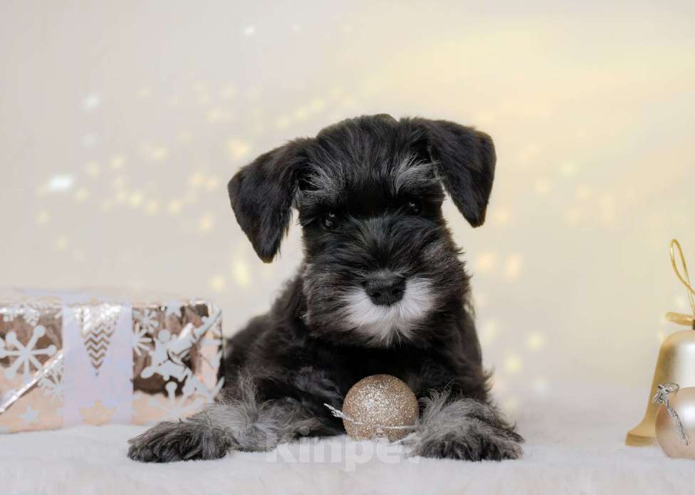 Собаки в Новосибирске: Щенки цвергшнауцера Девочка, 55 000 руб. - фото 4