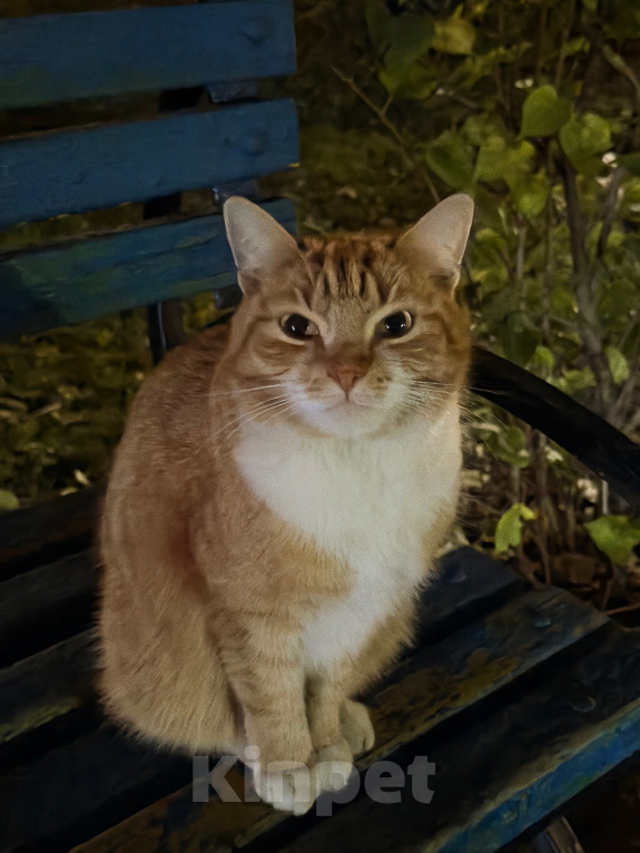 Кошки в Раменском: Рыжий кот ищет хозяев в г. Раменское Мальчик, Бесплатно - фото 2