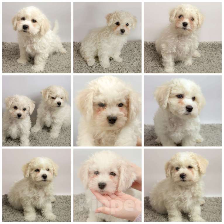 Собаки в Москве: Щенки Бишон Фризе Девочка, 30 000 руб. - фото 2