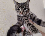 Кошки в Москве: Котенок в добрые руки Девочка, Бесплатно - фото 1