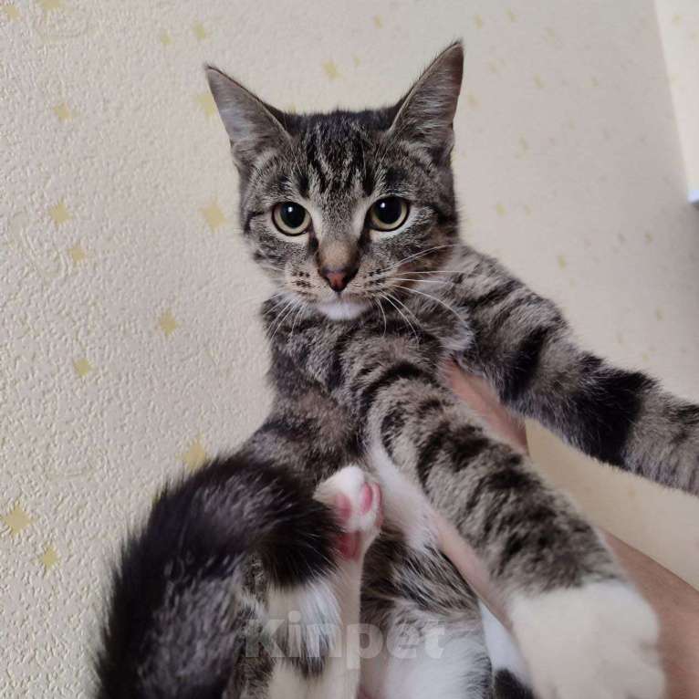 Кошки в Москве: Котенок в добрые руки Девочка, Бесплатно - фото 1