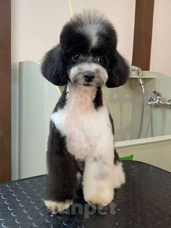 Собаки в Воронеже: Щенок Пуделя арлекин Мальчик, 90 000 руб. - фото 5