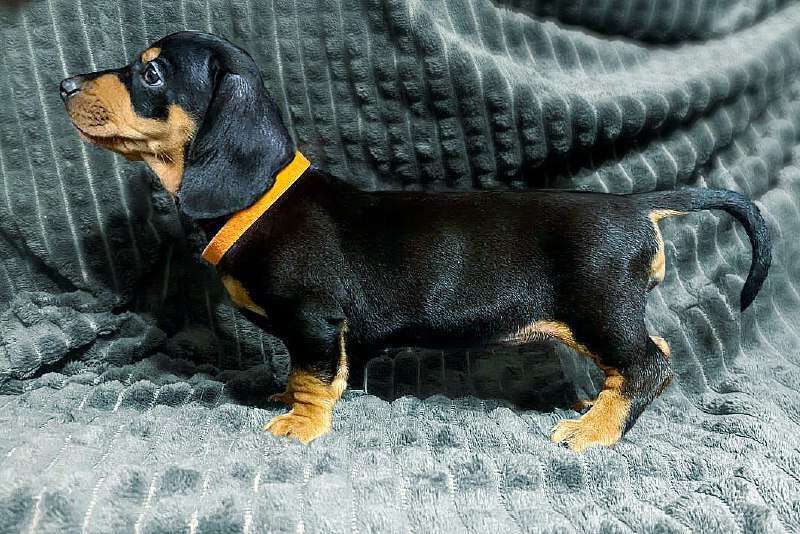 Собаки в Санкт-Петербурге: Щенок таксы Девочка, 30 000 руб. - фото 1